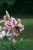 Oriental Lily w/Butterfly