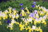 Tall Dutch Iris Mix