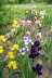 Tall Bearded Iris