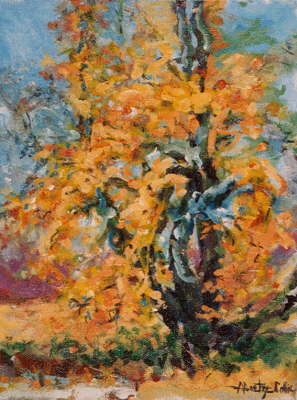 Autumn Sycamore