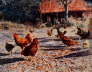 Chickens with Howlette