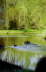 Geese on the Water