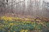 Daffodils on Gordon Lane1