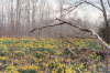 Daffodils on Gordon Lane2