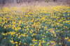 Daffodils on Gordon Lane