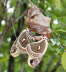 Moths in Love