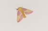 Pink&YellowMoth
