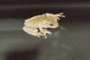 TreeFroggie