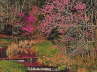 Garrison Creek w/Redbud Trees
