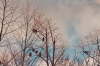 vultures in the trees