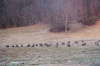 Wild Turkeys